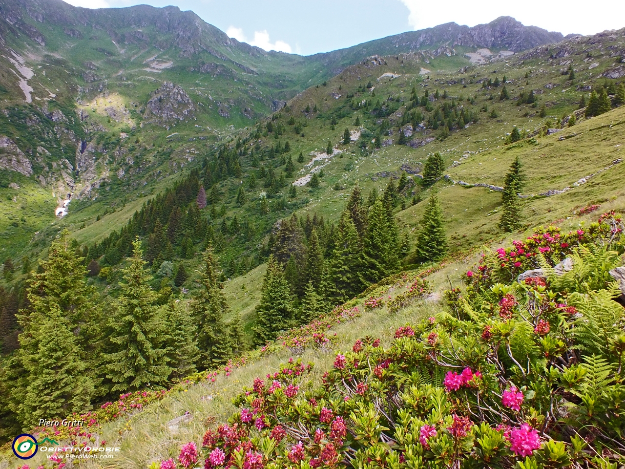 24 estese fioriture di rossi rododendri....JPG